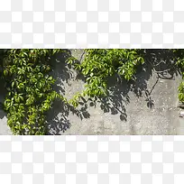 植物背景墙