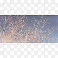 枯黄的植物素材背景