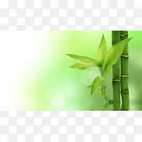 绿色竹树清淡简约背景