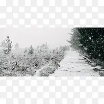 黑白灰背景中的树木图片黑白灰背景中的树木图片