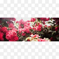 花卉背景装饰