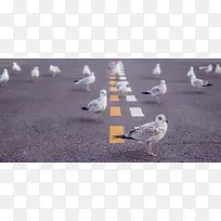 落在小路上的一群和平鸽