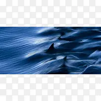 质感海洋海豚游行背景