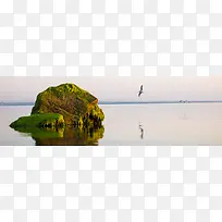 摄影孤岛上的鸥鸟背景