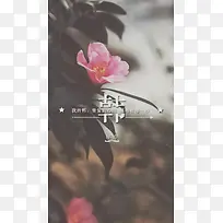 文艺花卉H5背景