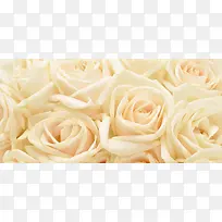 浪漫白玫瑰团花
