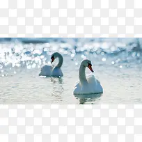 唯美水塘白色鹅