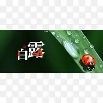 二十四节气白露banner海报