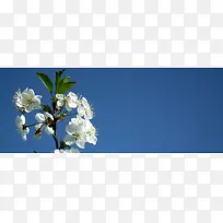 蓝天下的小白花