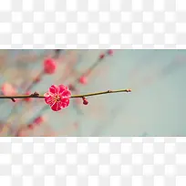 复古文艺清新梅花