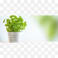 植物背景图