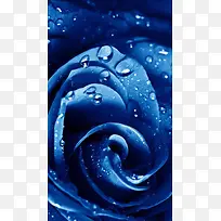 创意蓝色水珠花卉H5背景