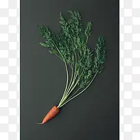 时鲜蔬果小胡萝卜背景素材