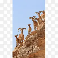 有羊的背景