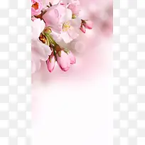 小清新简约淡雅粉红色桃花H5背景素材