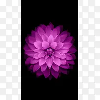 梦幻的紫色花朵背景