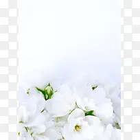唯美百合背景图