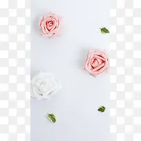 零碎的玫瑰花H5背景