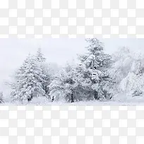 雪中的树林背景装饰