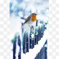 雪中的小鸟背景