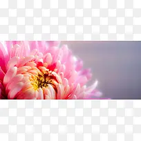 菊花背景