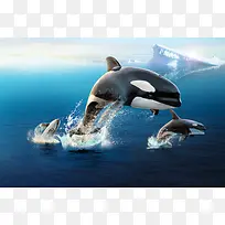 北极 南极 鲸鱼