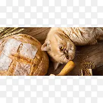 猫咪面包背景图
