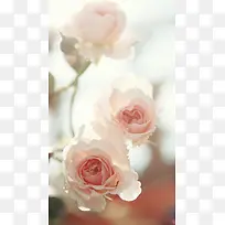 浅粉色玫瑰花背景