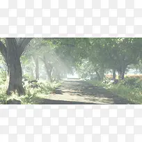 树荫小道风景