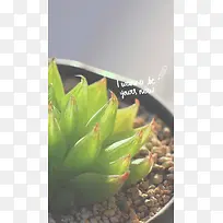 文艺清新多肉植物H5背景
