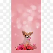 粉色背景上的小狗H5素材背景