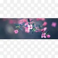 花草