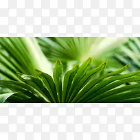 唯美绿色植物清新海报背景