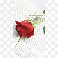书里的玫瑰花H5背景