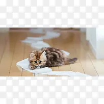纸巾小猫摄影