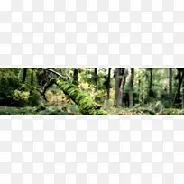 清新背景