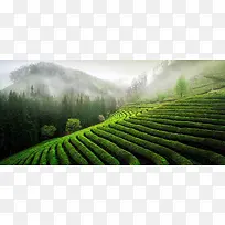 绿色田园风光背景图