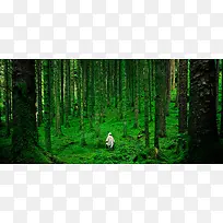绿色植物森林banner