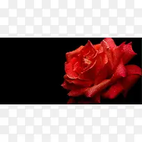 红玫瑰水滴黑色背景图