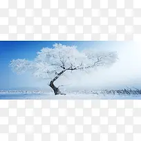 冬季雪花大树背景