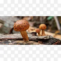 野生菌菇背景
