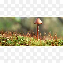 野生菌菇背景