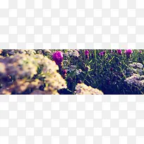 梦幻紫花背景