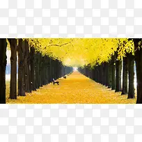风景黄色树路背景