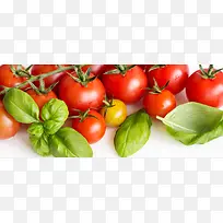 西红柿 蔬果