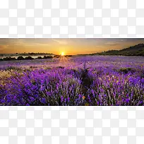 紫色浪漫薰衣草背景banner