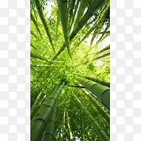 竹子竹林绿色H5背景图