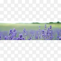 紫色薰衣草背景图