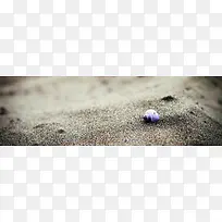 摄影紫色小海螺背景