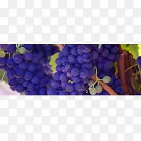 紫色葡萄背景图